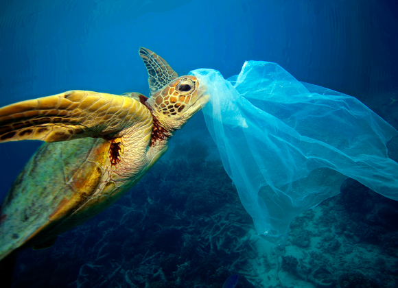 Ocean Plastic Pollution, A Global Crisis – What Can We Do?